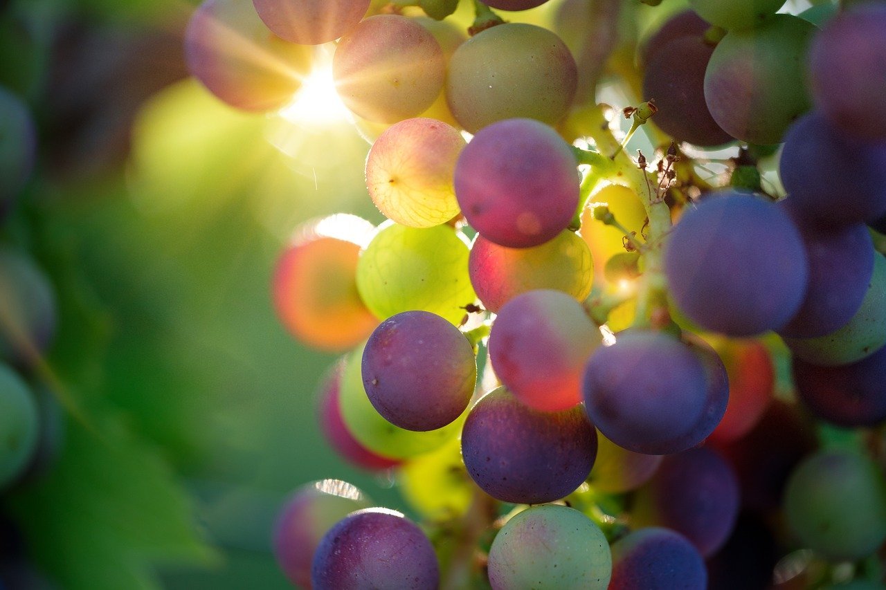 lanzarote-wine-grapes lanzarote-wine-grapes